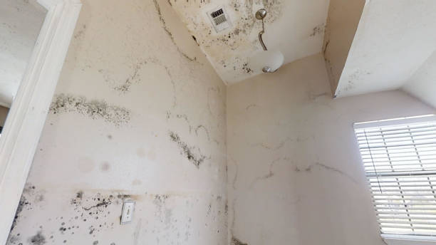 Best Mold Remediation for Healthcare Facilities  in Westmont, PA