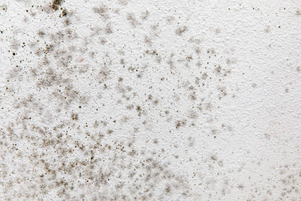 Trusted Westmont, PA Mold Removal Experts