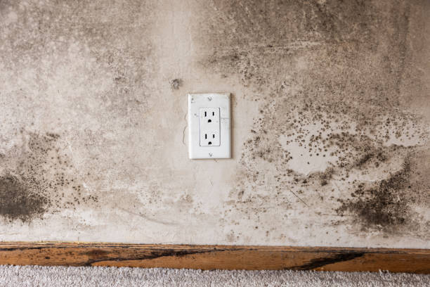 Best Mold Prevention Services  in Westmont, PA